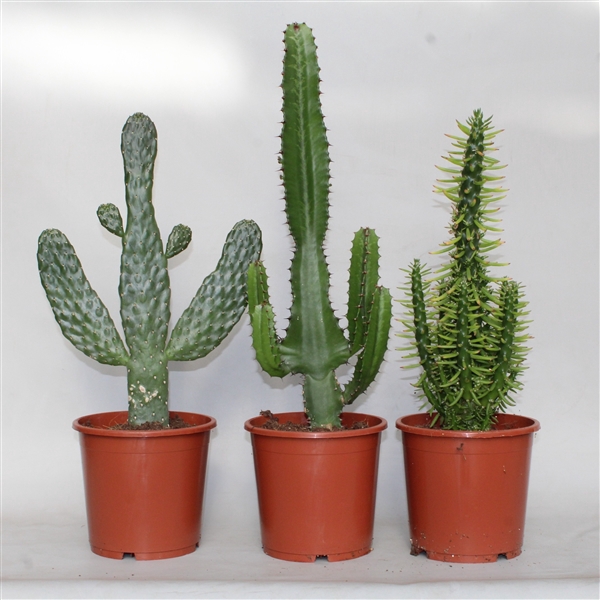 <h4>Subulata, Opuntia, Acrurensis.</h4>