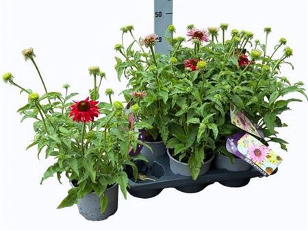 <h4>Echina Som Salsa Red</h4>