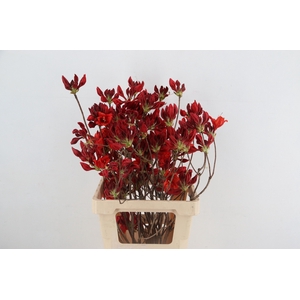 RHODODENDRON