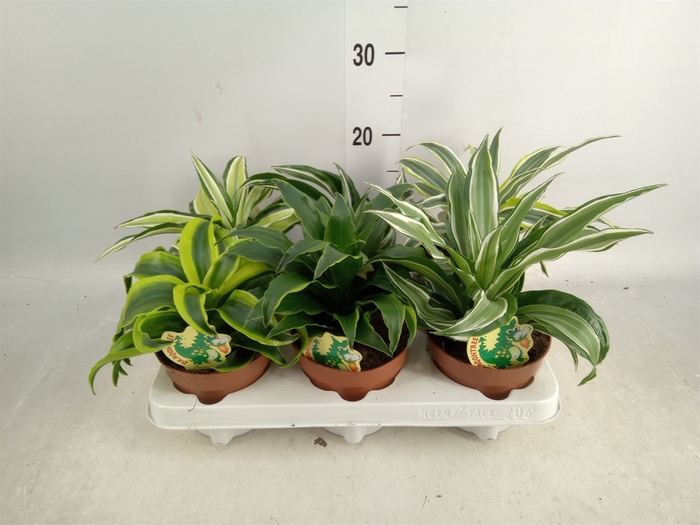 <h4>Dracaena   ...mix</h4>