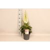 vaste planten 19 cm  Delphinium Delgenius ™ Neva