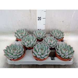 Echeveria   ...