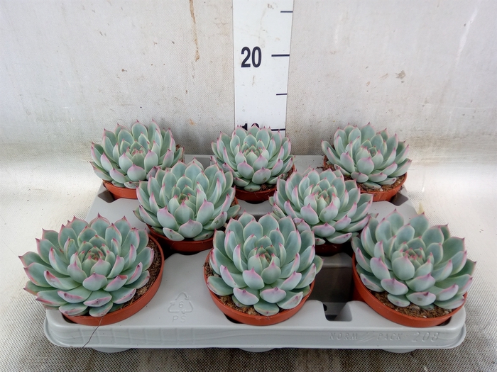 <h4>Echeveria   ...</h4>