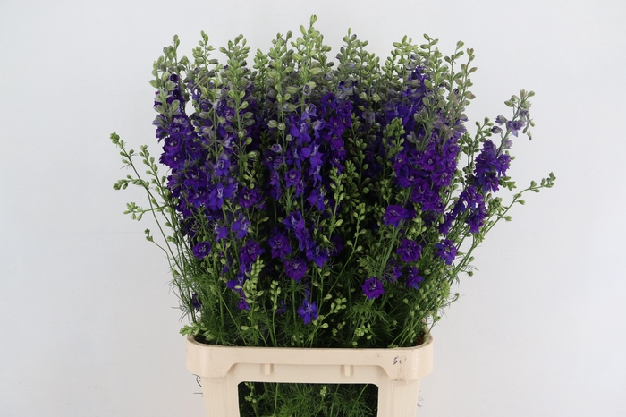 <h4>CONS R Q DARK BLUE 100CM</h4>