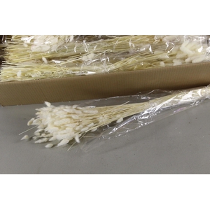 DF Lagurus Bs Bleached 100gr