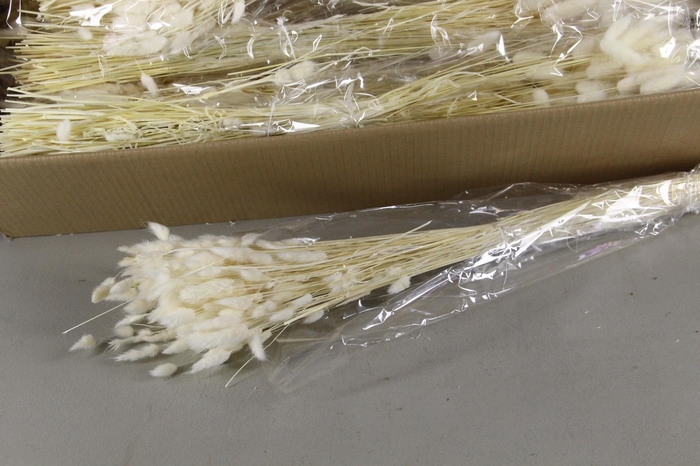 <h4>DF Lagurus Bs Bleached 100gr</h4>