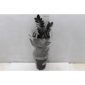 ZAMIOCULCAS BLACK DOWON P15