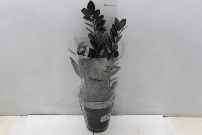 <h4>ZAMIOCULCAS BLACK DOWON P15</h4>