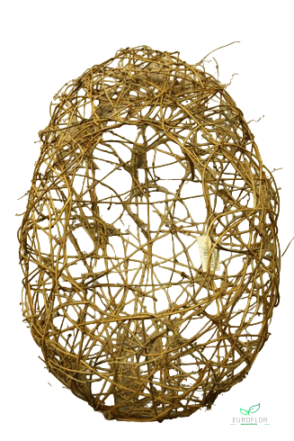 CLEMATIS EI OPEN 60CM