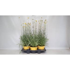 Craspedia globosa 'Golf Beauty'