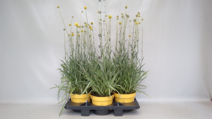 <h4>Craspedia globosa 'Golf Beauty'</h4>