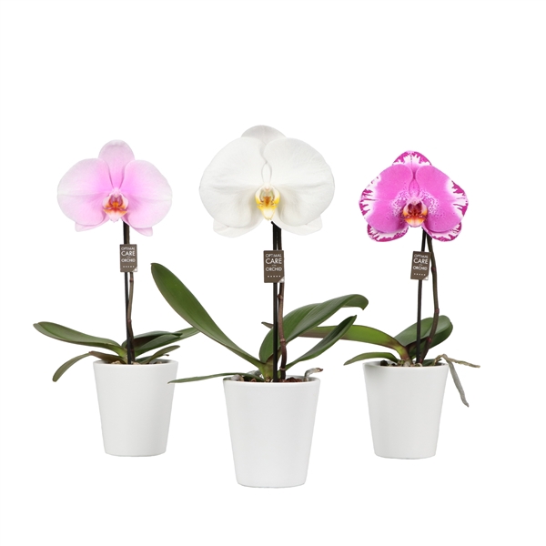 <h4>Phalaenopsis gemengd</h4>