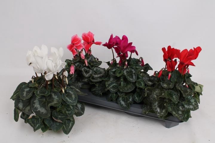 <h4>CYCL GR SUP MAMMOTH</h4>