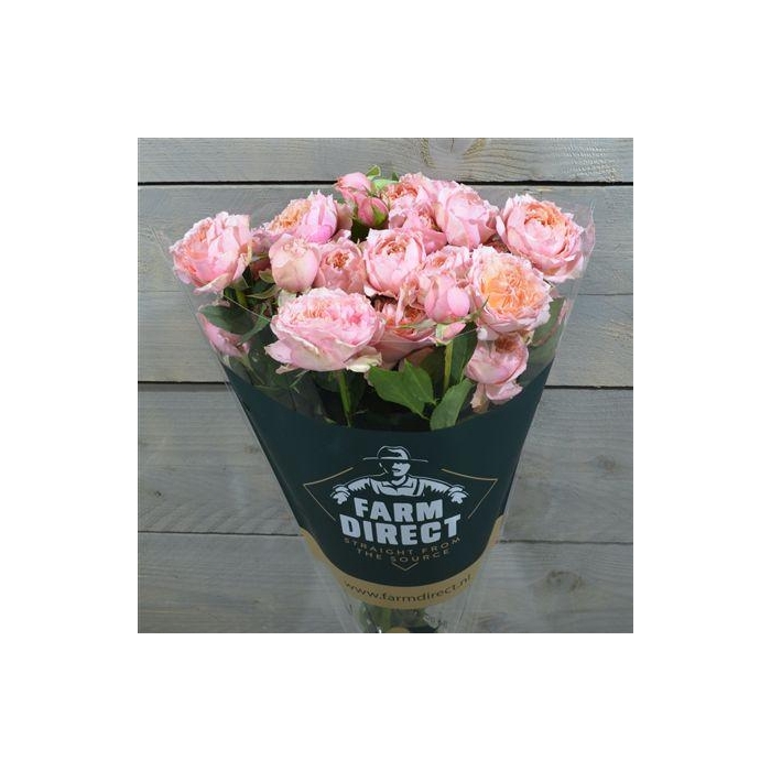 <h4>R Tr Julietta Honey</h4>