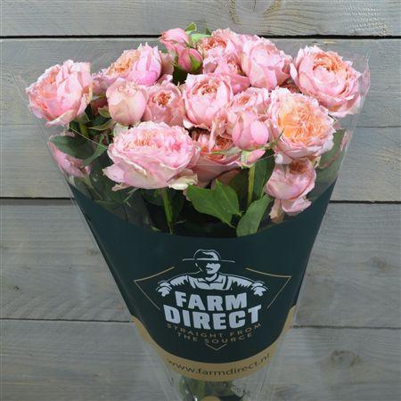 <h4>R Tr Julietta Honey</h4>