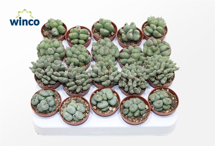 <h4>Conophytum Mix</h4>