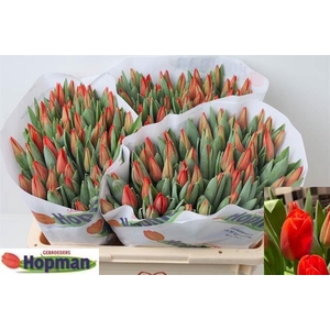 Tulp E Red Soldier