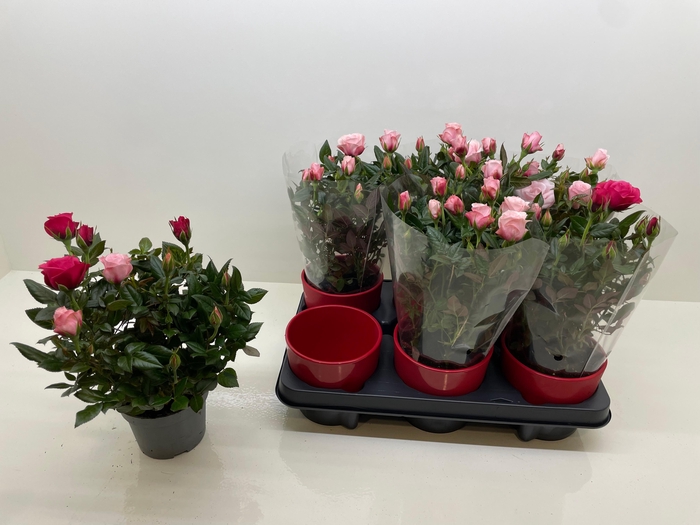 <h4>RO CHAMPAGNE STAR</h4>