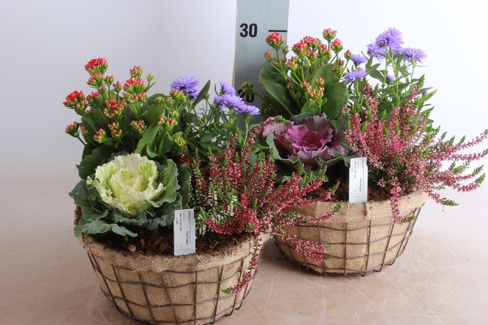 <h4>ARR TUINPLANTEN</h4>