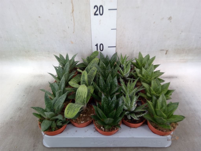 <h4>Aloe   ...mix</h4>