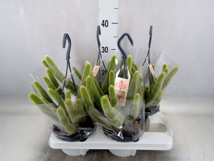 <h4>Cactus   ...</h4>