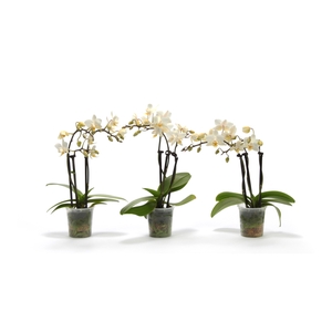 Phal Tiny Dolls Wit 3T18+ zonder Aqu@