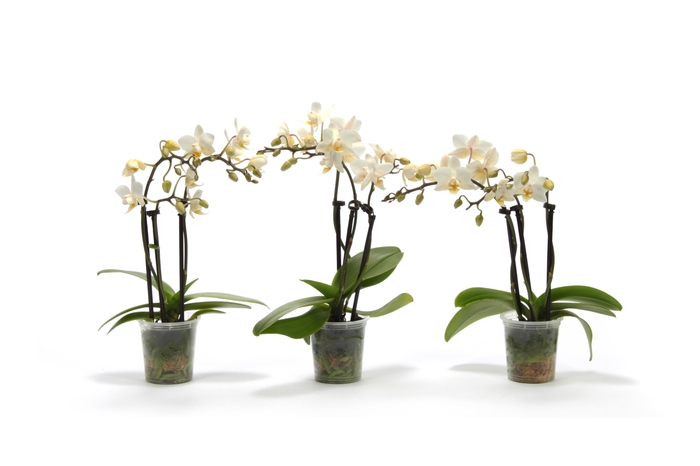 <h4>Phal Tiny Dolls Wit 3T18+ zonder Aqu@</h4>