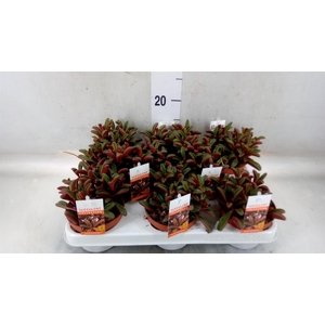 Peperomia graveolens