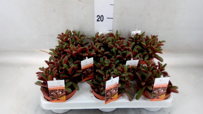 <h4>Peperomia graveolens</h4>