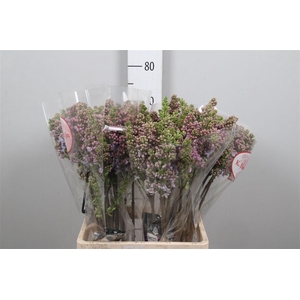 Syr V Lavaliensis 4+