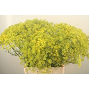 Anethum Graveolens