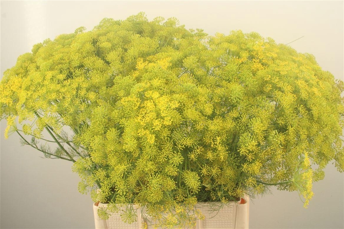 <h4>Anethum Graveolens</h4>