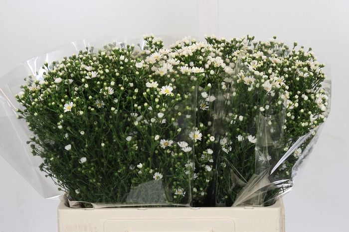 <h4>Aster Paquita</h4>