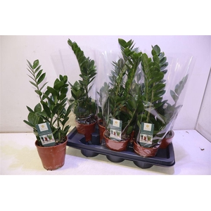 Zamio Zamiifolia