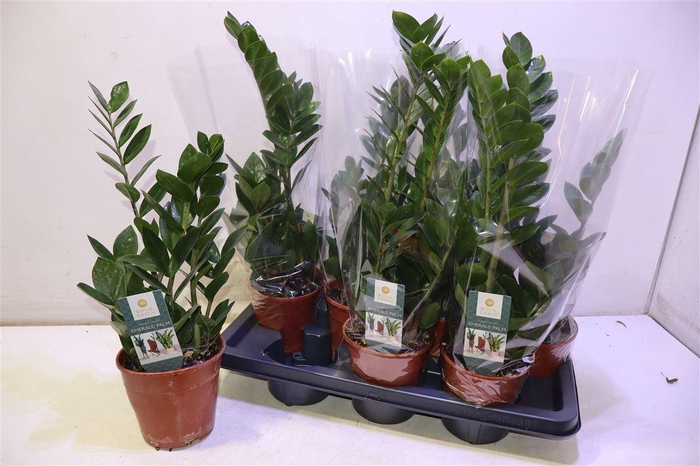 <h4>Zamio Zamiifolia</h4>