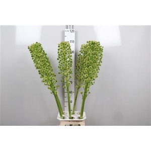 Eucomis P-e Goliath