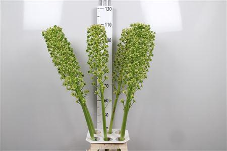 <h4>Eucomis P-e Goliath</h4>