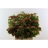 Physocarpus Op Diabolo