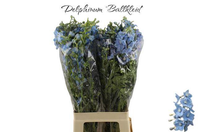 <h4>DELPH EN BALLKLEID</h4>