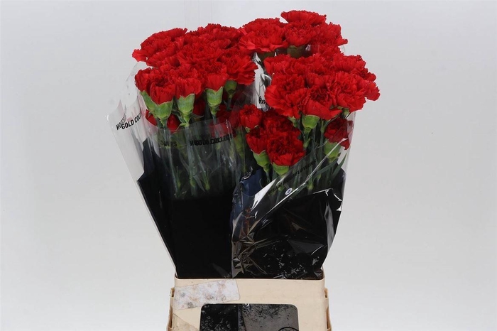 <h4>Anjer Lang Don Pedro</h4>