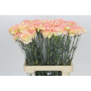 Dianthus St Poirot F.G.