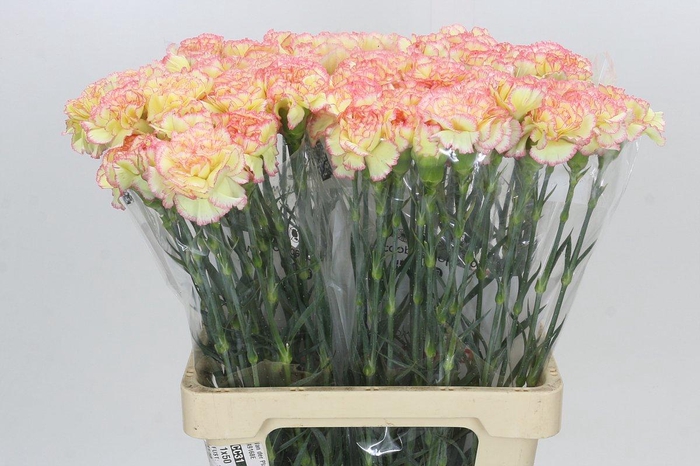 <h4>Dianthus St Poirot F.G.</h4>