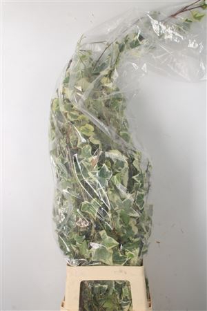<h4>Hedera Bont Per Tak</h4>