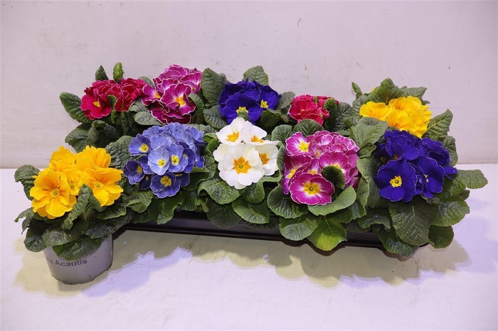 <h4>Prim Acaulis Gemengd</h4>