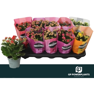 KAL GE PERF GEM 5 KL