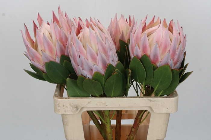 Protea Cynaroides Grande