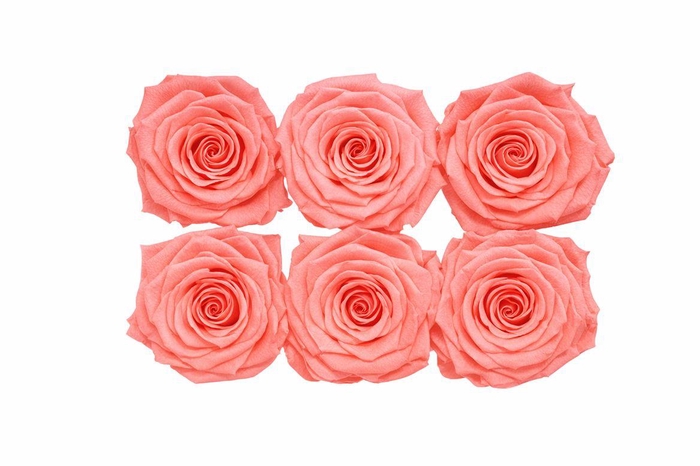 <h4>Ro Pres Classic Pink Light</h4>