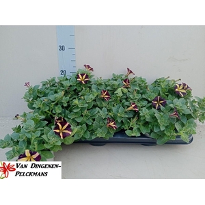 PET AMORE Q OF HEART