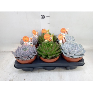 Echeveria   ...mix