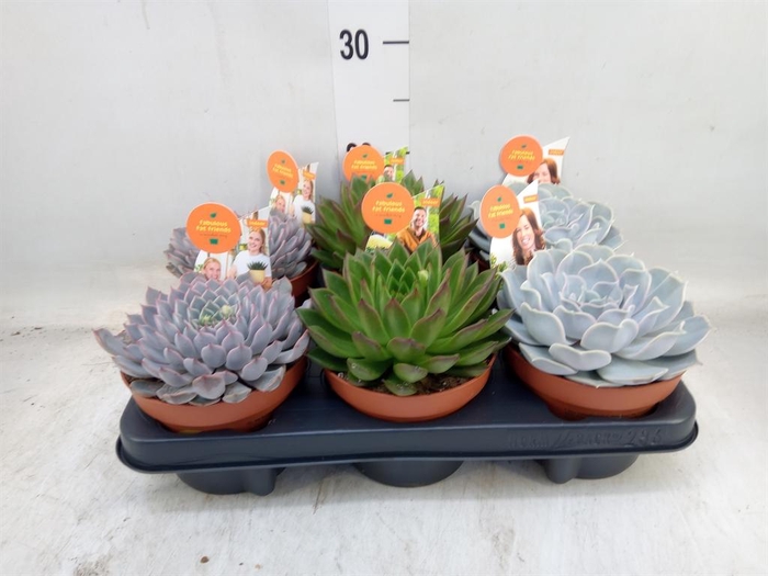 <h4>Echeveria   ...mix</h4>